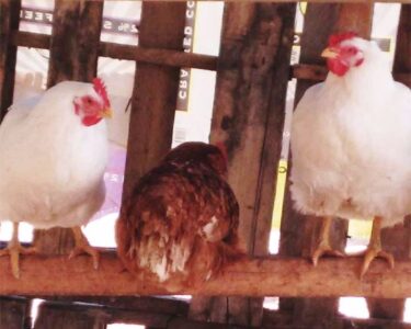 What to Consider When Building a Chicken Coop: Sizing and Location Image